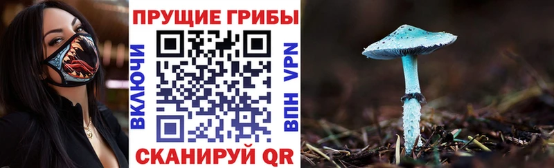 Галлюциногенные грибы Psilocybe  Шахты 